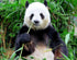 Panda Eating Grass DIY Painting Kit